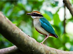 Bãi giữa sông Hồng - nơi trú chân của hàng trăm loài chim 